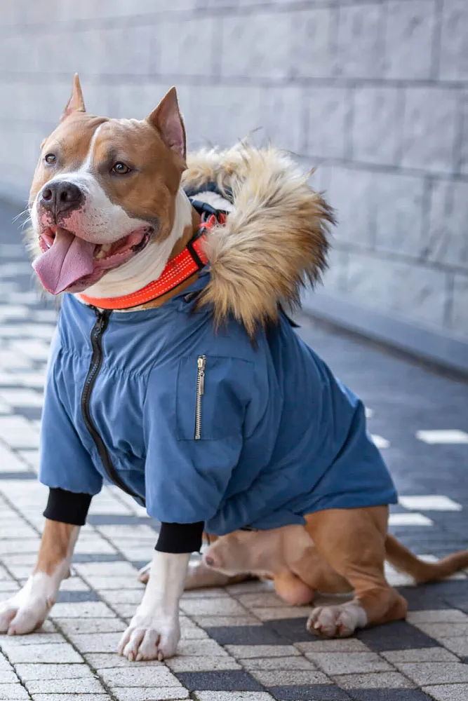 image of dog hoody jacket