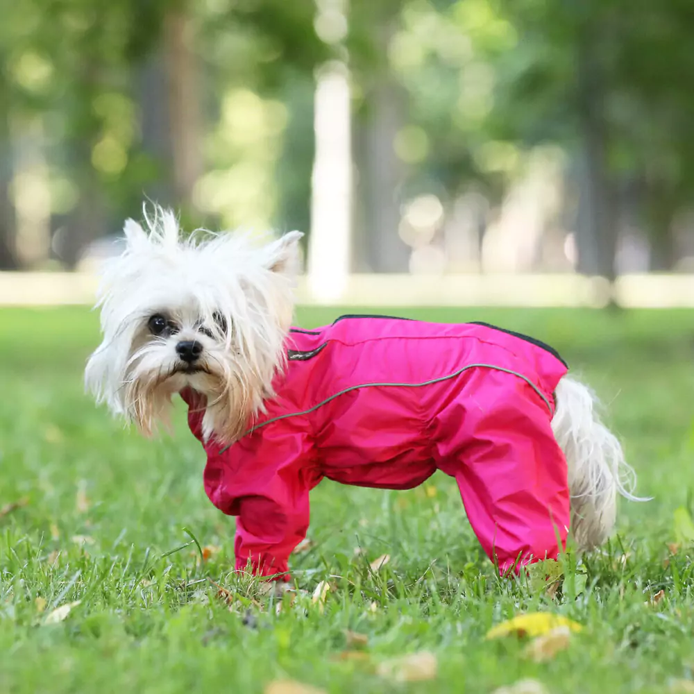 image of dog jacket