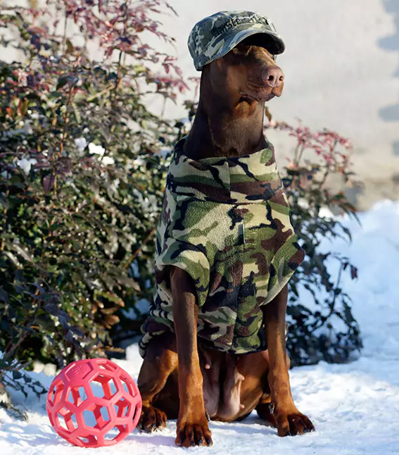 image of military dog jacket